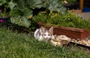 Stray cat