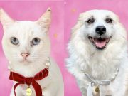 Pawssion Project and TALA by Kyla