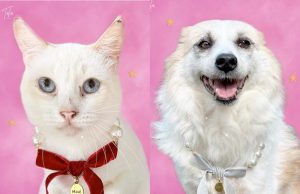 Pawssion Project and TALA by Kyla