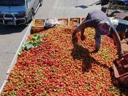 ‘Hinagpis ng kamatis’: Rural Rising appeals for buyers of excess tomatoes to help farmers