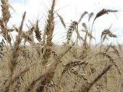 Global 2024 staple food supplies to be strained by dry weather, export curbs