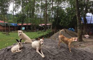 MBY Pet Rescue and Sanctuary