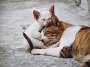 Stray cats