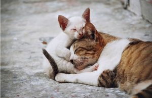 Stray cats