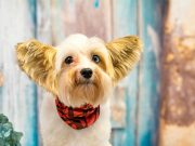 Remembered by our pets: More animals are getting a mention in obituaries