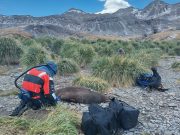 Bird flu found in mammals near Antarctica for the first time, scientists say
