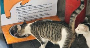 Cat feeding station