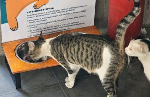 Cat feeding station