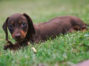 How long might your dog live? New study calculates life expectancy for different breeds