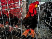 Vietnam’s rare ‘dragon chickens’ all the rage for Lunar New Year