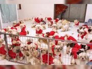 Shih Tzu dogs