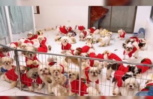 Shih Tzu dogs