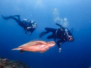 Diving
