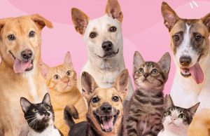 PAWS_pets