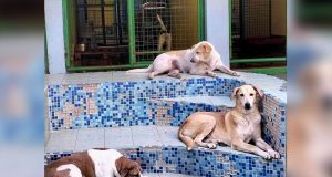 PAWS_shelter pool