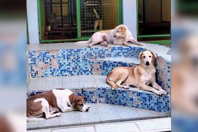 PAWS_shelter pool