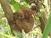 Philippine tarsiers