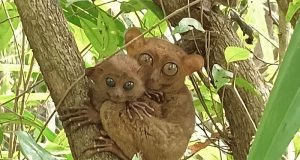 Philippine tarsiers