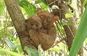 Philippine tarsiers