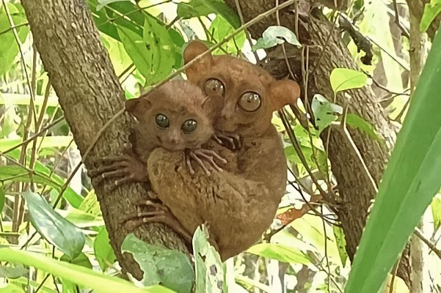 Philippine tarsiers