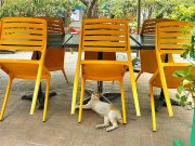 Araneta City says community cats safe amid viral posts of feline in sack Araneta City_cats