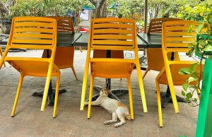 Araneta City_cats
