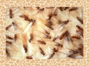 ‘Gamu-gamo invasion night’: Swarms of winged termites disturb Filipinos Gamu-gamo