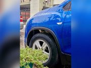 Car owners told to check stray animals seeking shelter in vehicles ahead of rainy season Vehicle with cat