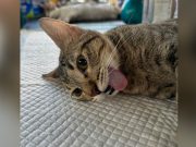 Photo of cat neutered on Father’s Day draws laughs from Pinoys Cat_PPBCC