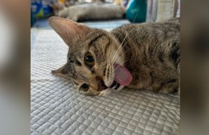 Cat_PPBCC