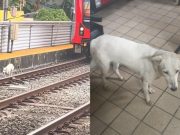 LRT-1 management gives update on dog spotted running on its tracks LRMC_Liberty dog