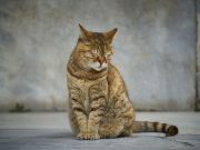 Sitting cat