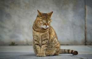 Sitting cat