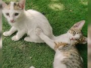 Sofitel Manila’s cat sanctuary seeks adopters ahead of hotel’s closure Sofitel Cats