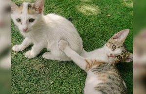 Sofitel Cats