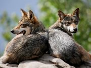 Protecting 1.2% of Earth would prevent most extinctions, study says