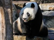 Charming ambassadors with big appetites and universal appeal: China’s long history of ‘panda diplomacy’