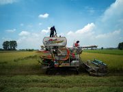 Thailand waives hotel fees, approves subsidy for rice farmers