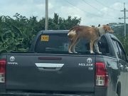 Filipinos call for animal org’s attention after dog spotted standing on moving pickup Dog_pickup truck