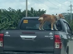 Dog_pickup truck