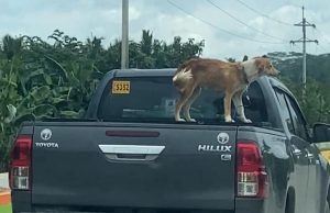 Dog_pickup truck