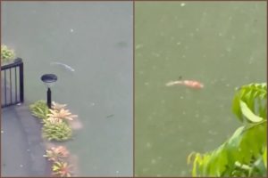 Fish Out of the Pond: Koi spotted in DLSU Taft campus flood