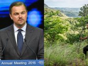 DENR, Masungi Foundation trade barbs over georeserve protection after DiCaprio’s call