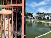 Abandoned animals rescued in resort linked to POGO ‘bosses’ Abandoned pets_Porac POGO Villa