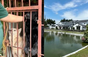 Abandoned pets_Porac POGO Villa