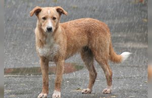Stray dog
