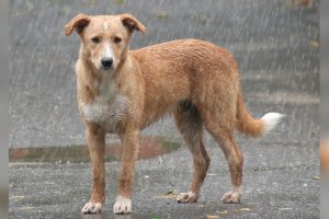 Public urged to provide temporary shelter for stray animals