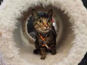 Cat_Animal Kingdom Foundation