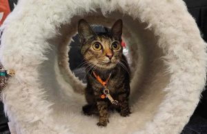Cat_Animal Kingdom Foundation
