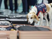 Olympics: South Korea deploys sniffer dog to screen for bedbugs after Paris Games